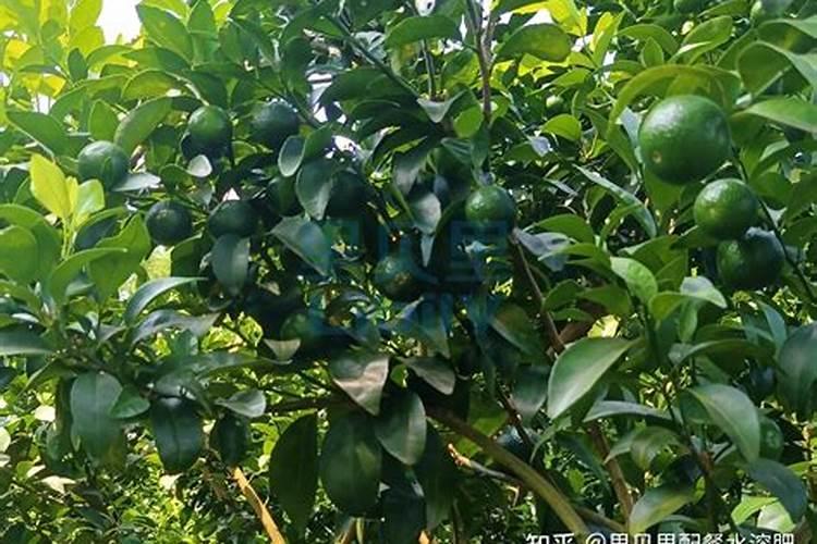 水培绿罗可以加入复合肥吗