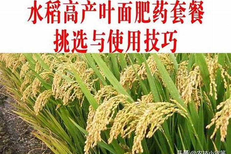 水稻抽穗扬花期要多少天完成？