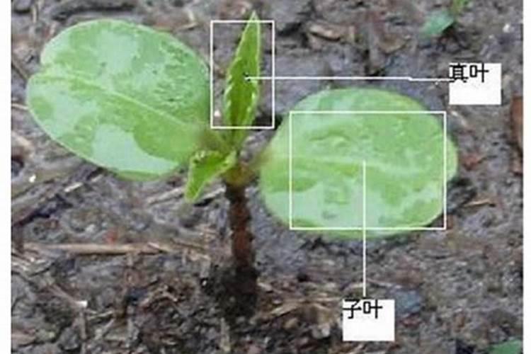 榨菜是怎么生长的