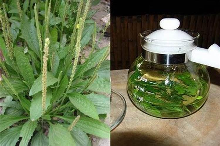 车前对便秘有着很大的帮助作用,这种植草是这样栽培的!