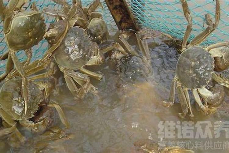 过磷酸钙可以用在螃蟹养殖上吗？