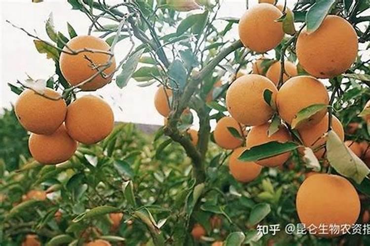 沃柑一年施肥方案