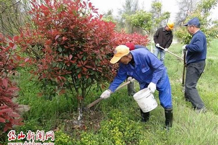 什么时候给花施肥最好