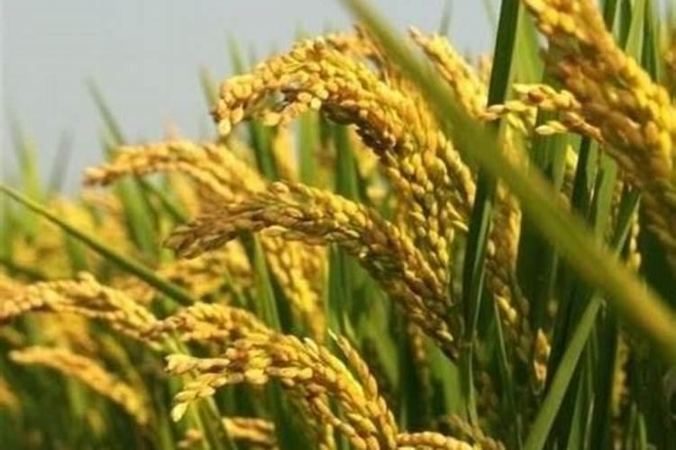 百香果浇什么肥料