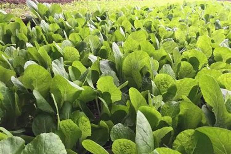 百香果施什么肥料最好