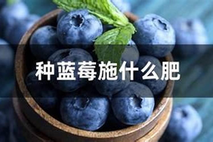 刚买的四年生的蓝莓开花了,怎么施肥