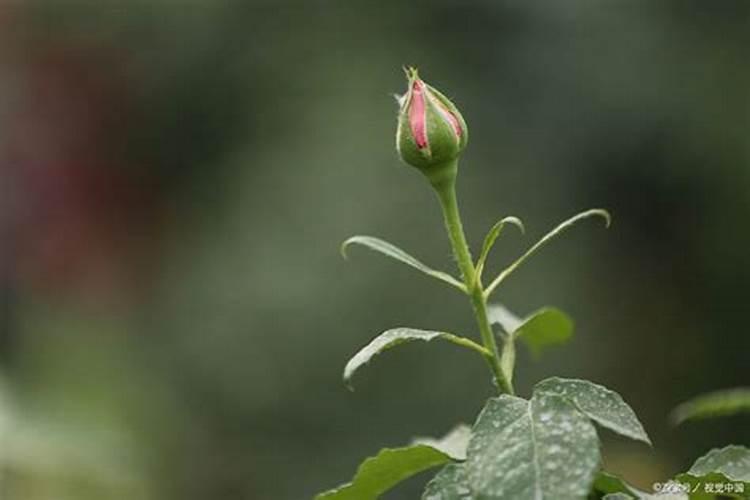 栀子花花苞期怎么施肥