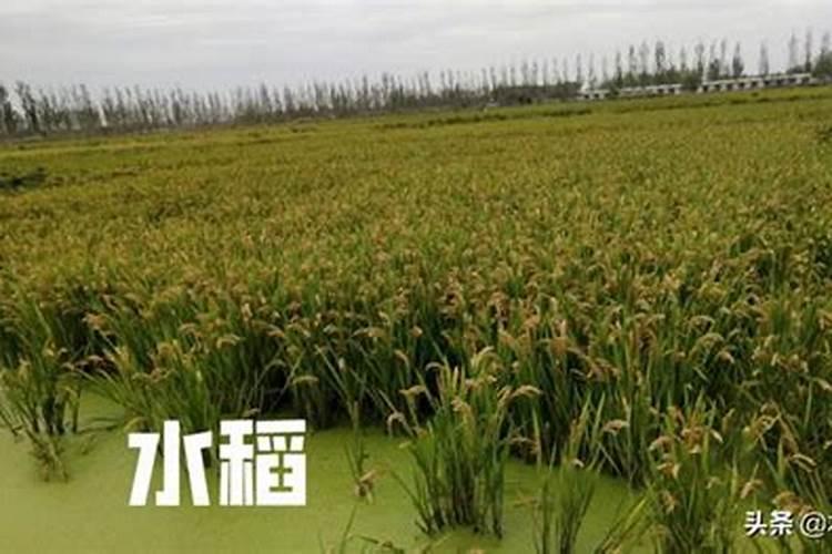硫酸铵和尿素哪种好