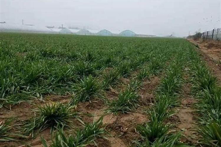 怎么区分氮,磷,钾三种肥料