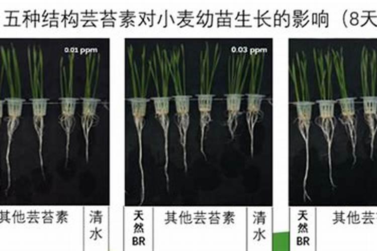 丙酰芸苔素内酯多少天用一次