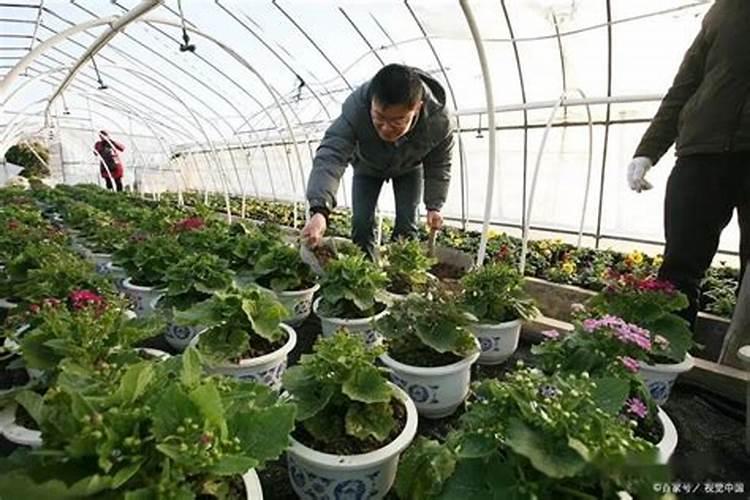 牡丹花施什么肥好