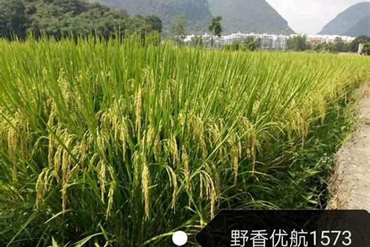 鲁西高塔硝硫基复合肥怎么样