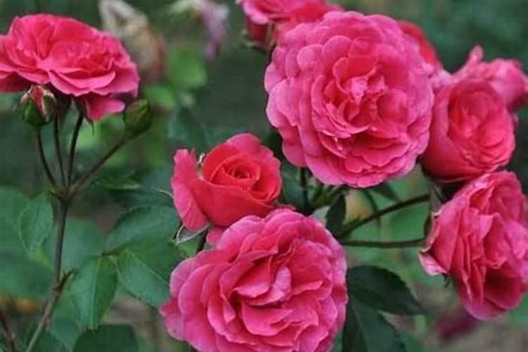如何给月季花施肥