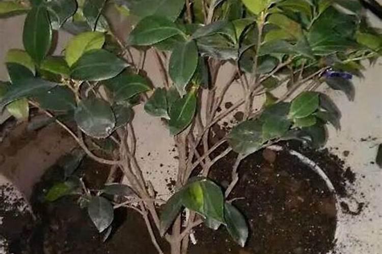 茶花哪个月施肥最好
