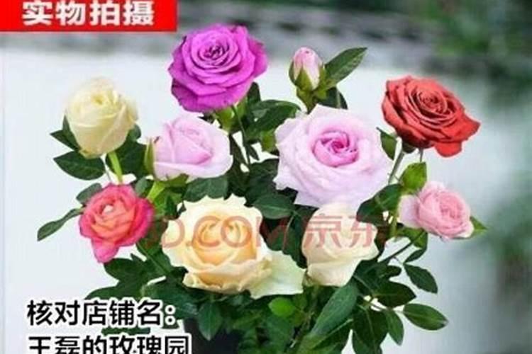 月季花施肥施什么肥料