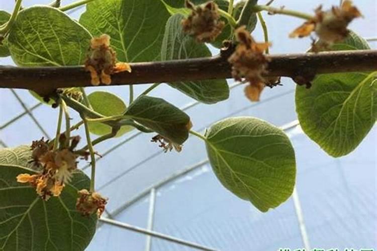 蓝莓开花时需要施肥吗