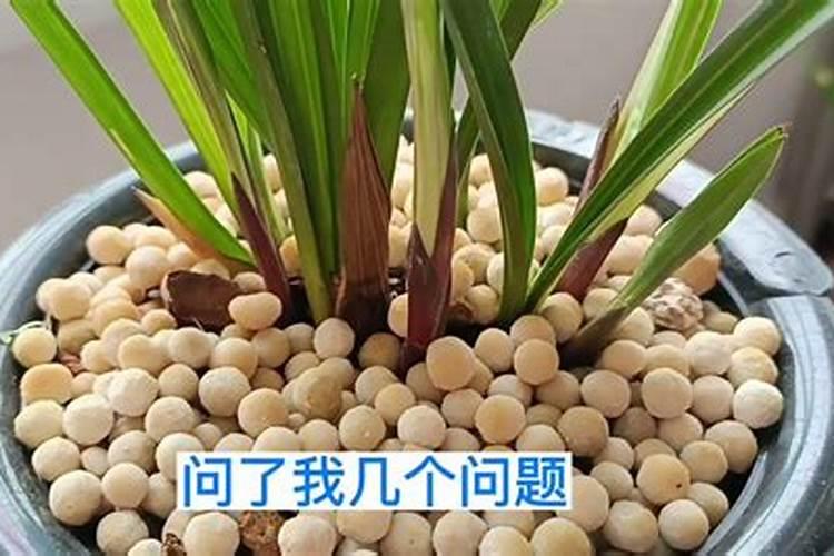 建兰怎么施肥 建兰如何施肥