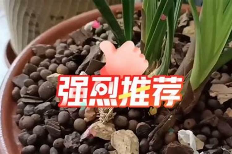 建兰怎么施肥