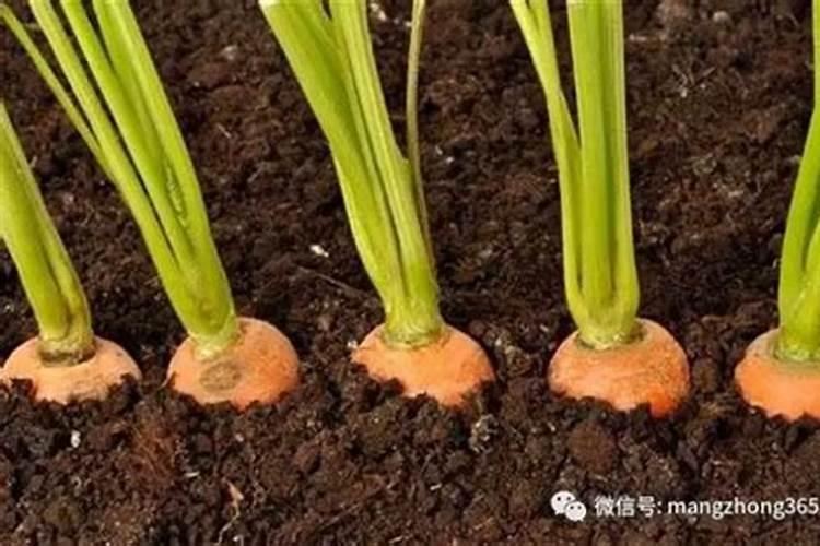 小麦在什么期间可打叶面肥？