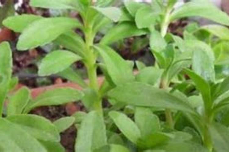 小麦除草剂能和叶面肥混合打吗 什么时候打合适