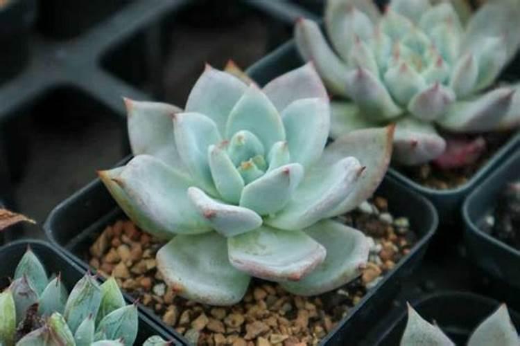 多肉植物施什么肥容易爆盆