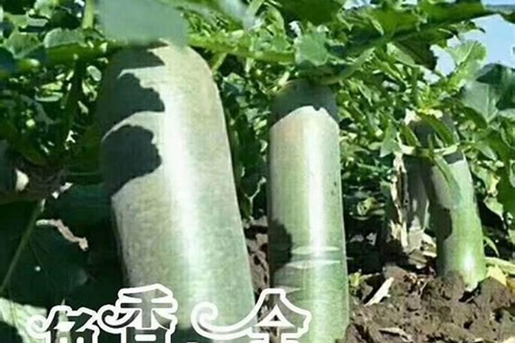 胡萝卜施什么肥胡萝卜怎么施肥