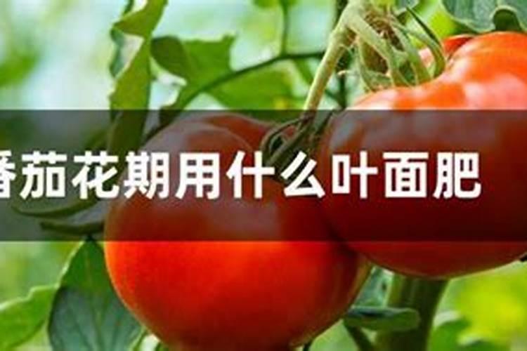 樱桃番茄叶片发紫色,这是什么病？