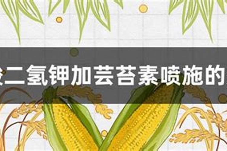 小麦灌浆期喷磷酸二氢钾几天见效