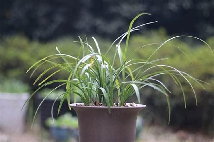 玉米滴灌种植施肥技术