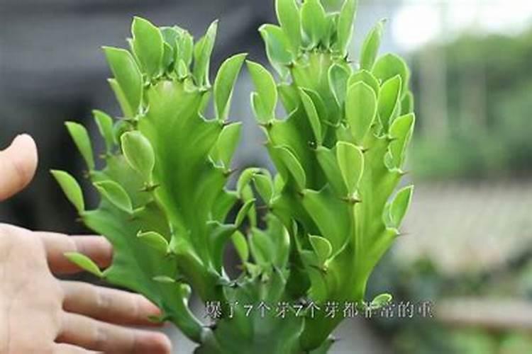 龙骨怎样施肥施什么样的肥,龙骨施什么肥效果好