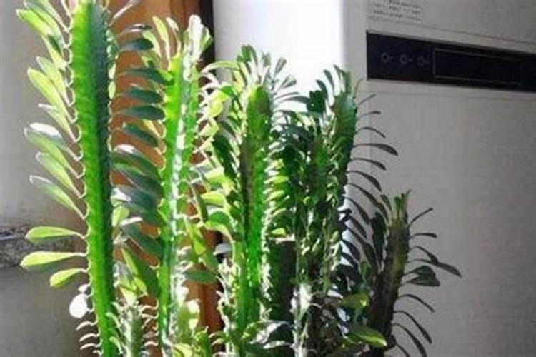 龙骨花施什么肥龙骨花施哪些肥