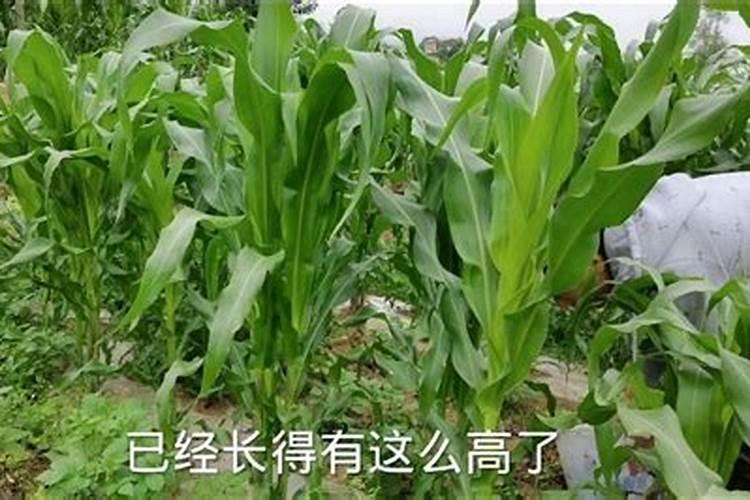 玉米追肥后下大雨能把肥力冲掉吗？有什么依据呢？