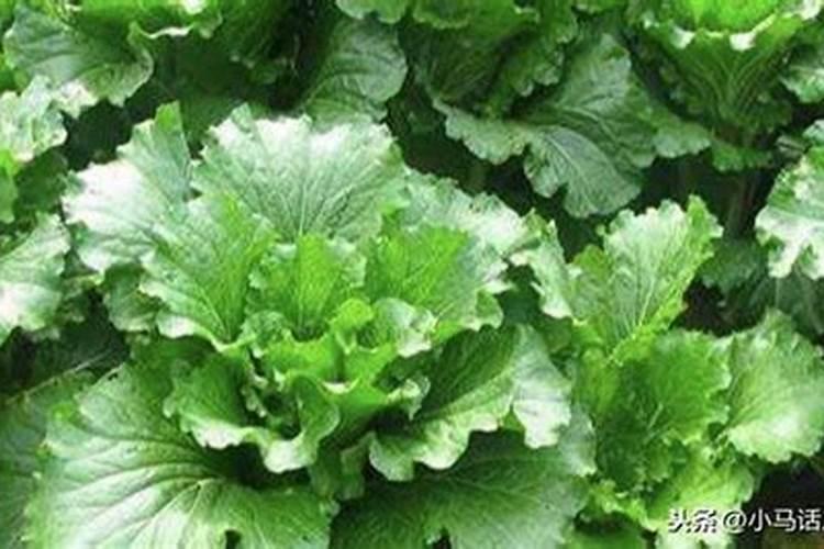 白菜喷醋1斤醋加多少水