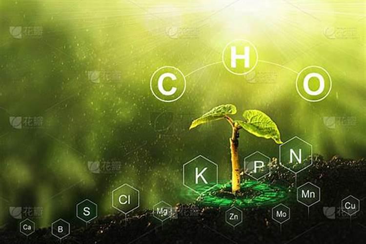 植物矿质代谢植物的必需元素分类