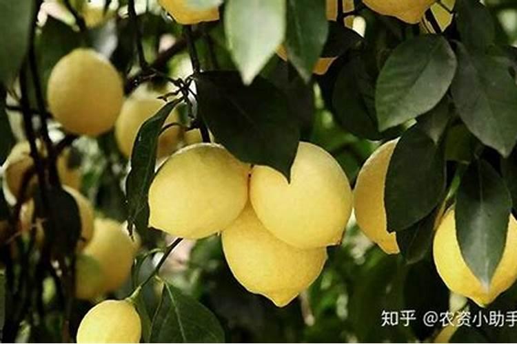 盆栽柠檬施什么肥最好