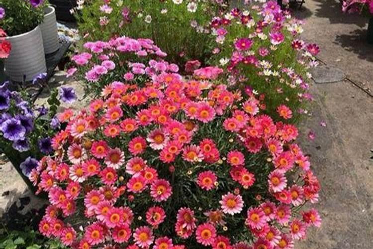 开花需要磷肥还是钾肥