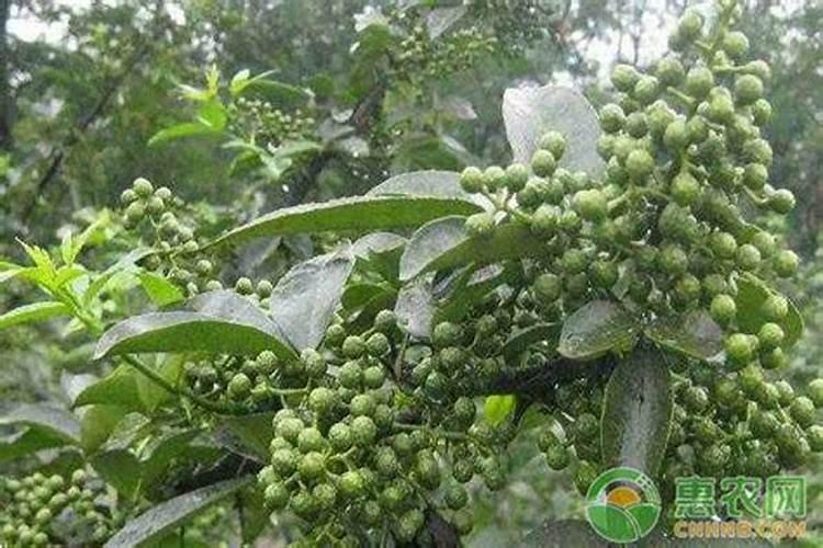 水稻与豌豆的亲缘关系比与小麦的近是对的吗？