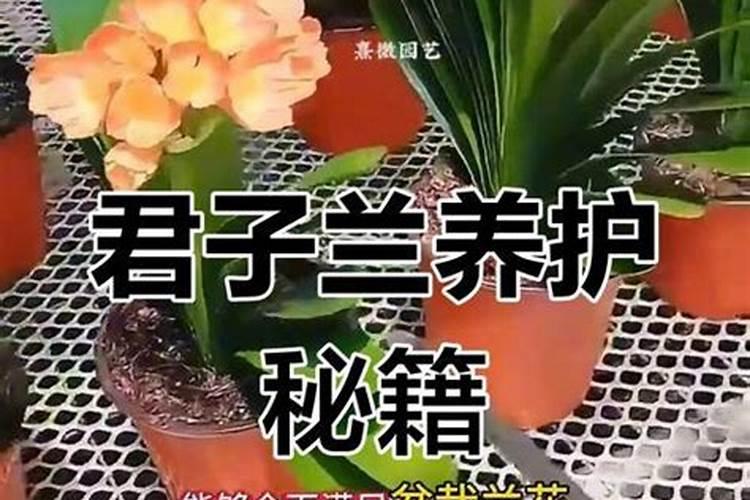 君子兰每10天放3粒复合肥