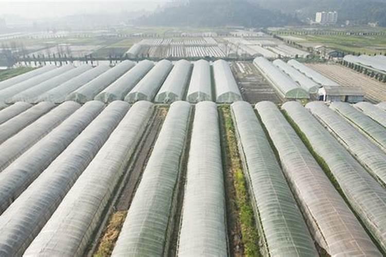 西瓜膨果期用什么肥料