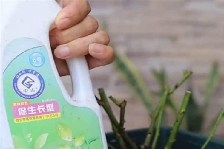 蕙兰开完花后怎么处理方法