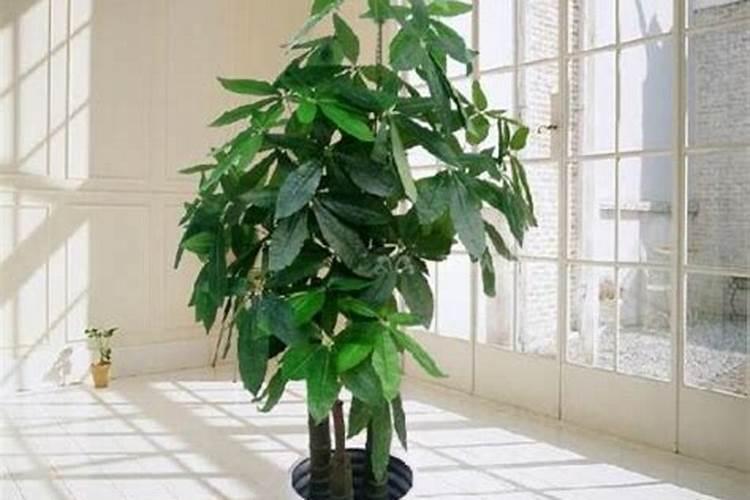 为什么种植油菜要增施硼肥？硼肥的功效有哪些？