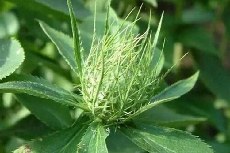 苍术苗期是否可以用叶面肥施肥？