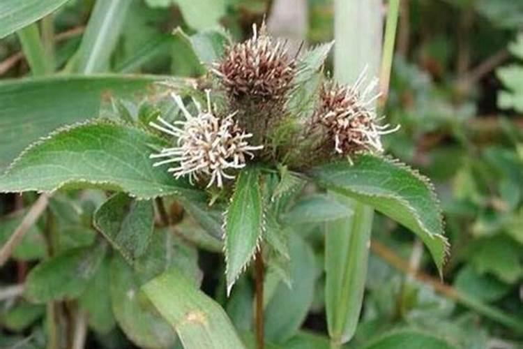 蔬菜叶面肥可以给苍术施肥吗？