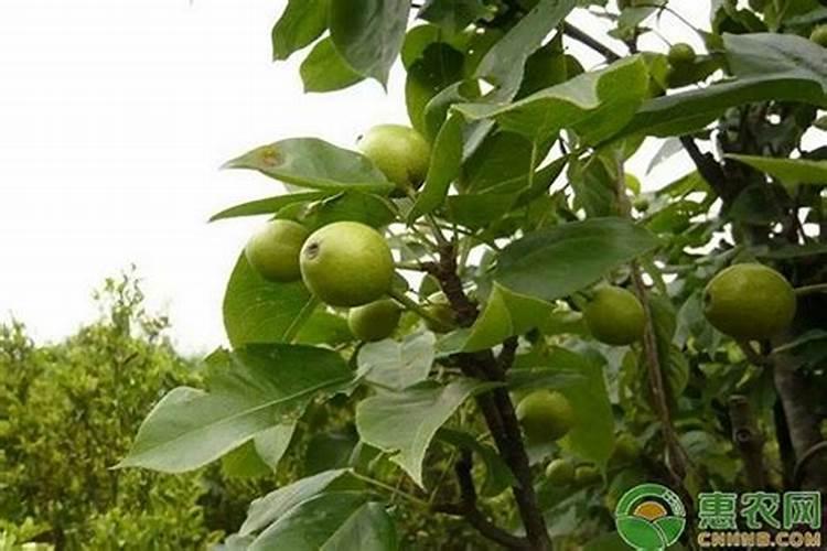 给梨树施什么肥能使果又大又好看