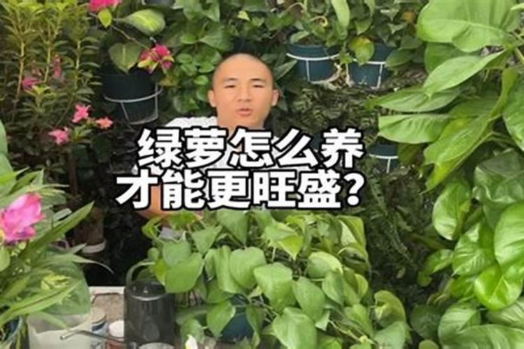 太阳花施肥方法,用什么肥好