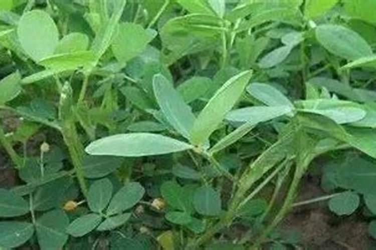 沙糖桔保花保果用什么农药,怎样用？