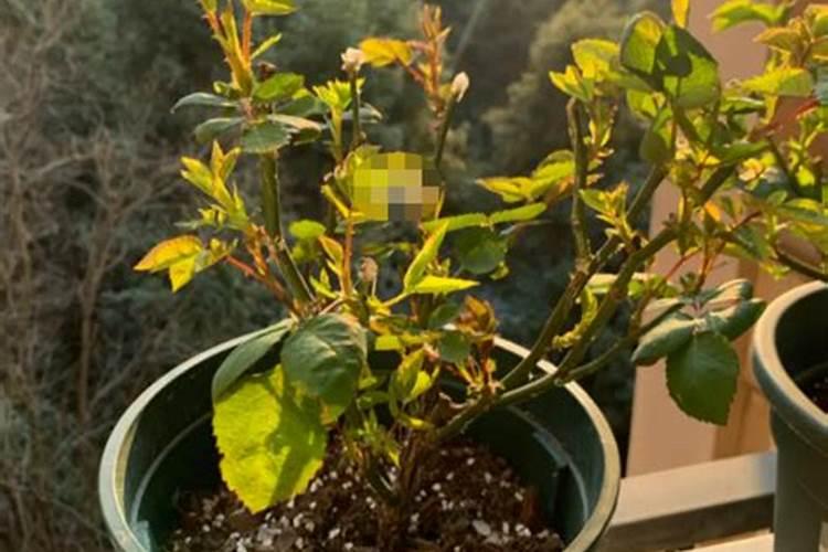 酸奶适合浇什么花