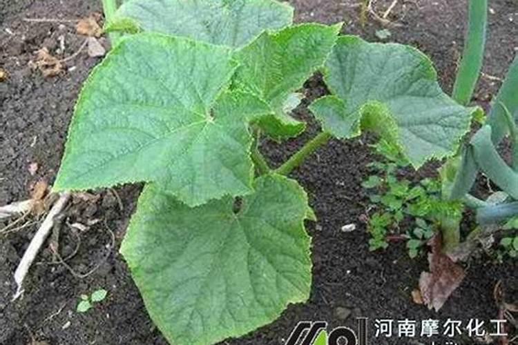 打黄瓜用什么叶面肥好