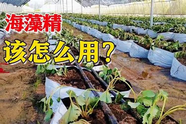 腐殖质和腐植酸的区别