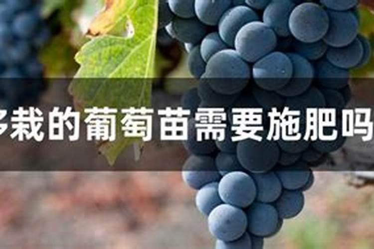 刚移栽的茶花能喷磷酸二氢钾吗？